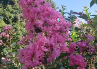 Crapemyrtle