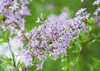 Cut-leaf Lilac