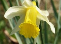 Daffodil