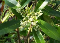 Devilswood, Tea Olive