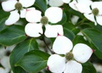 Dogwood