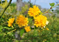 Double Flower Japanese Kerria