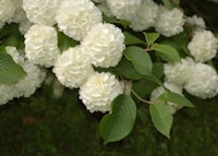 Doublefile Viburnum