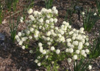 Dwarf Fothergilla