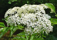 Elderberry