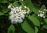 Emerald Triumph Viburnum
