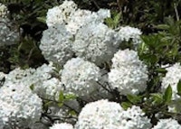 Eskimo Viburnum