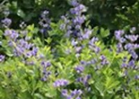 False Indigo