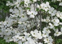 Flowering Dogwood (White)