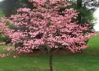 Red Flowering Dogwood Tree