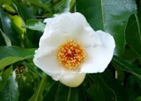 Franklinia, Franklin Tree