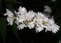 Fuzzy Deutzia