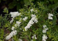 Garland Spiraea