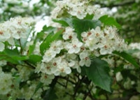 Green Hawthorn Bloom (Winter King)