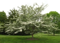 Green Hawthorn Tree (Winter King)