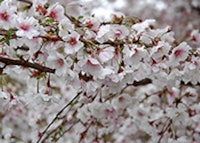 Hally Jolivette Cherry