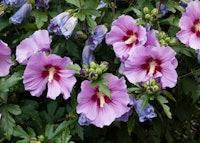 Hibiscus, Rose of Sharon
