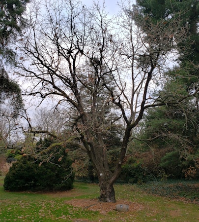 Hungarian Oak (Quercus frainetto)