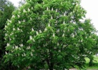 Japanese Horsechestnut Tree
