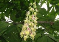 Japanese Horsechestnut Bloom