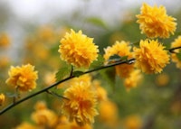 Japanese Kerria (Double Flower)