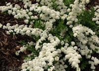 Japanese Spirea