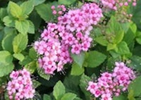 Japanese Spirea (Little Princess)