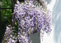 Japanese Wisteria 