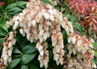 Japanese Pieris