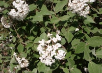 Judd Viburnum