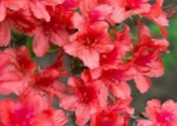 Kaempferi Azalea