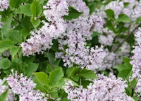 Korean Lilac (Miss Kim)