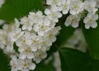 Korean Mountainash Bloom 