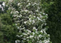 Korean Mountainash Tree