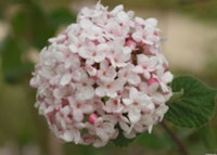 Koreanspice Viburnum