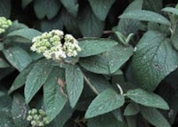 Lantanaphyllum Viburnum