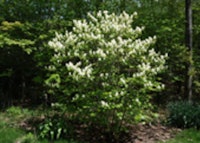 Large Fothergilla