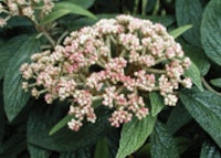 Leatherleaf Viburnum