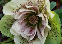 Lenten Rose