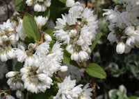 Magnifica Deutzia