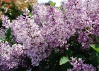 Manchurian Lilac (Miss Kim)