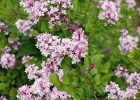 Meyer Lilac
