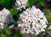 Mohawk Viburnum