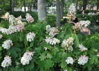 Oakleaf Hydrangea