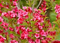Old-fashioned Weigela (Bristol Ruby)