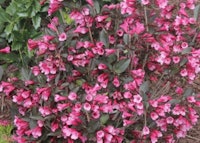 Old-fashioned Weigela (Pink Princess)