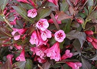 Old-fashioned Weigela (Wine and Roses)
