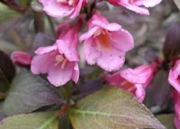 Old-fashioned Weigela