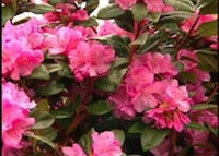 Olga Mezitt Rhododendron
