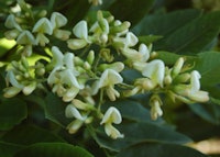 Japanese Pagodatree, Tree of Knowledge